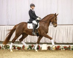 broodmare Dolly Hudson M (Westphalian, 2013, from Dresemann)