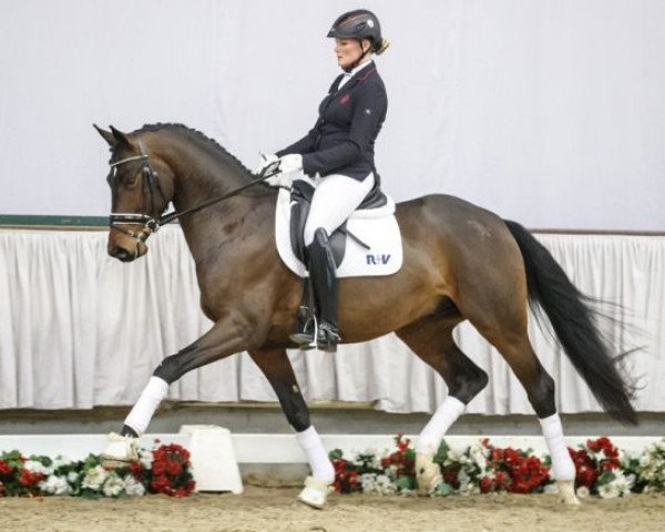 Pferd Downtown Abbey (Westfale, 2014, von Gk Don Cesar)