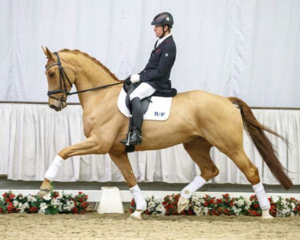 Dressurpferd Deal or No Deal (Westfale, 2012, von Don Juan de Hus)