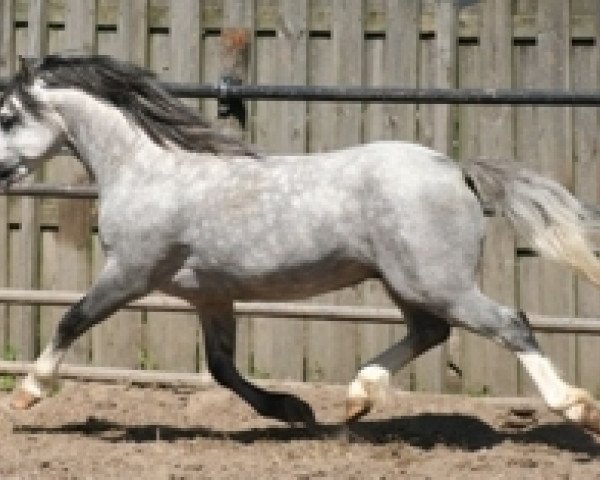 stallion Ysselvliedts Glamour Boy (Welsh mountain pony (SEK.A),  , from Vechtzicht's Hywel)