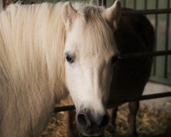 Broodmare Loretta (Shetland Pony, 1988, from Jelais van de Belschuur)