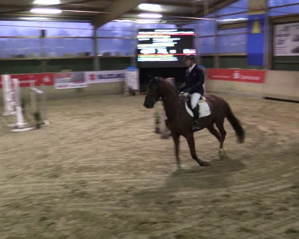 Reitturnier Velen 2019