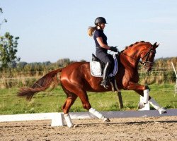 horse Reykjavik 16 (Oldenburg, 2017, from Royal Doruto OLD)
