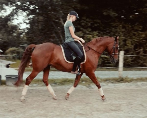 horse Bo Nala (Hanoverian, 2003, from Beluga)