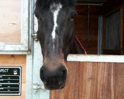 jumper Prime Suspect xx (Thoroughbred, 2002, from Primitive Rising xx)