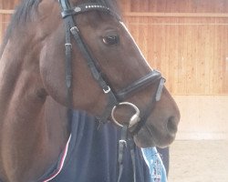 broodmare Pialotta PJ (Hanoverian, 2007, from Perigueux)
