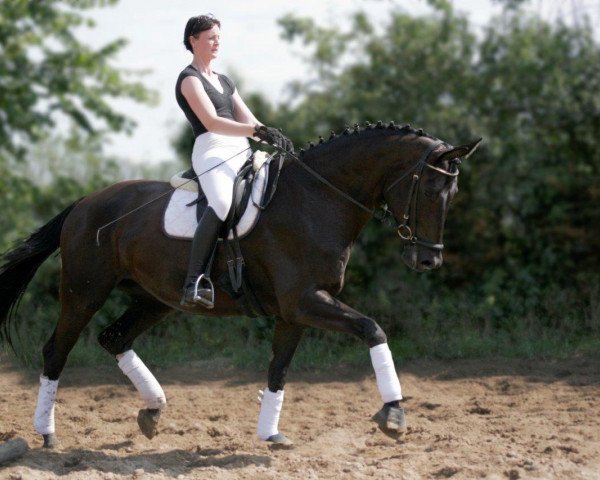 dressage horse Donatella (Hanoverian, 2002, from Don Frederico)