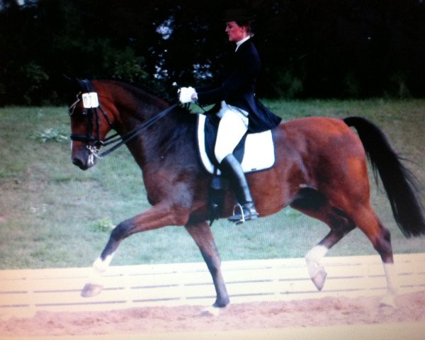 dressage horse Coriolan (Holsteiner, 1989, from Contender)