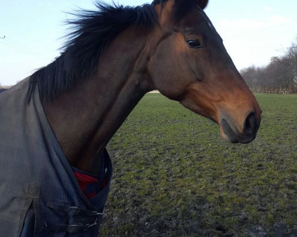 jumper Stavaya de Levante (Hanoverian, 2008, from Stalypso)