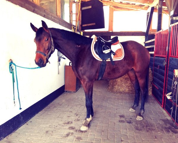 horse Mon Amour (Westphalian, 2014, from Monte Cain)