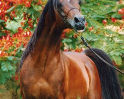 stallion Ali Jamaal ox (Arabian purebred, 1982, from Ruminaja Ali 1976 ox)