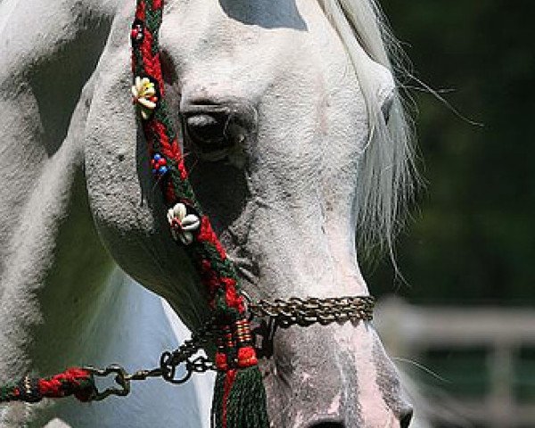 stallion Milak AA ox (Arabian purebred, 1986, from Malik 1970 EAO)