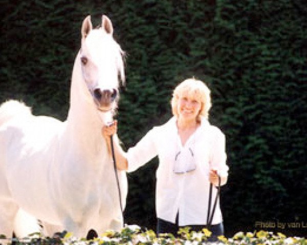 stallion Ibn Estasha ox (Arabian purebred, 1980, from Malik 1970 EAO)