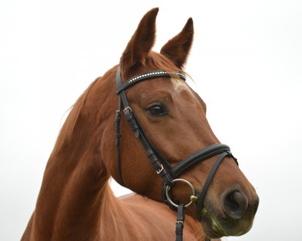 horse Enora Dream (Oldenburg, 2008, from Dream Rubin)