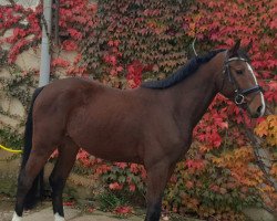 Springpferd Chesmu (Deutsches Sportpferd, 2013, von Castelo Branco)