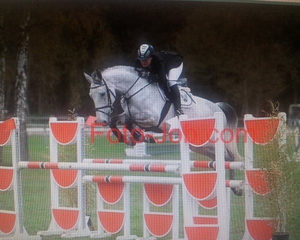 broodmare Qumana (Holsteiner, 2004, from Quite Capitol)