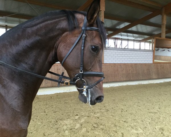 Dressurpferd Royal Flash R (Rheinländer, 2011, von Riccio)