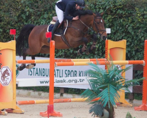 broodmare Kerly van den Bisshop (Belgian Warmblood, 2010, from Darco)