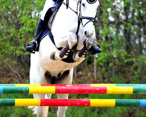 jumper Billionär (KWPN (Royal Dutch Sporthorse), 2006, from Nassau)