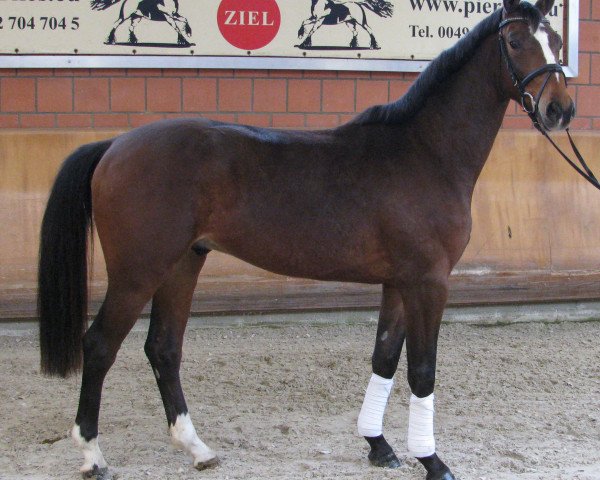 dressage horse Duke of Hohenstein (Rhinelander, 2014, from Duke of Oldenburg)
