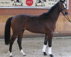 dressage horse Duke of Hohenstein (Rhinelander, 2014, from Duke of Oldenburg)