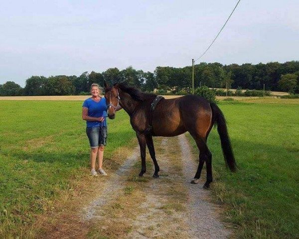 horse Elixa (Westphalian, 2010, from Ehrenpreis)