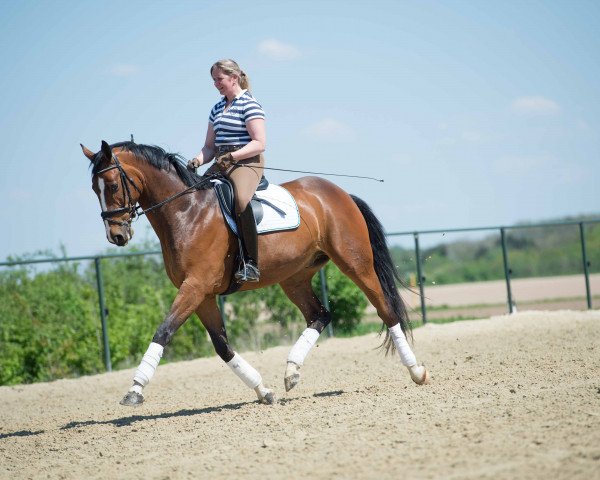 Dressurpferd Sir Paul (Rheinländer, 2011, von Silbermond)