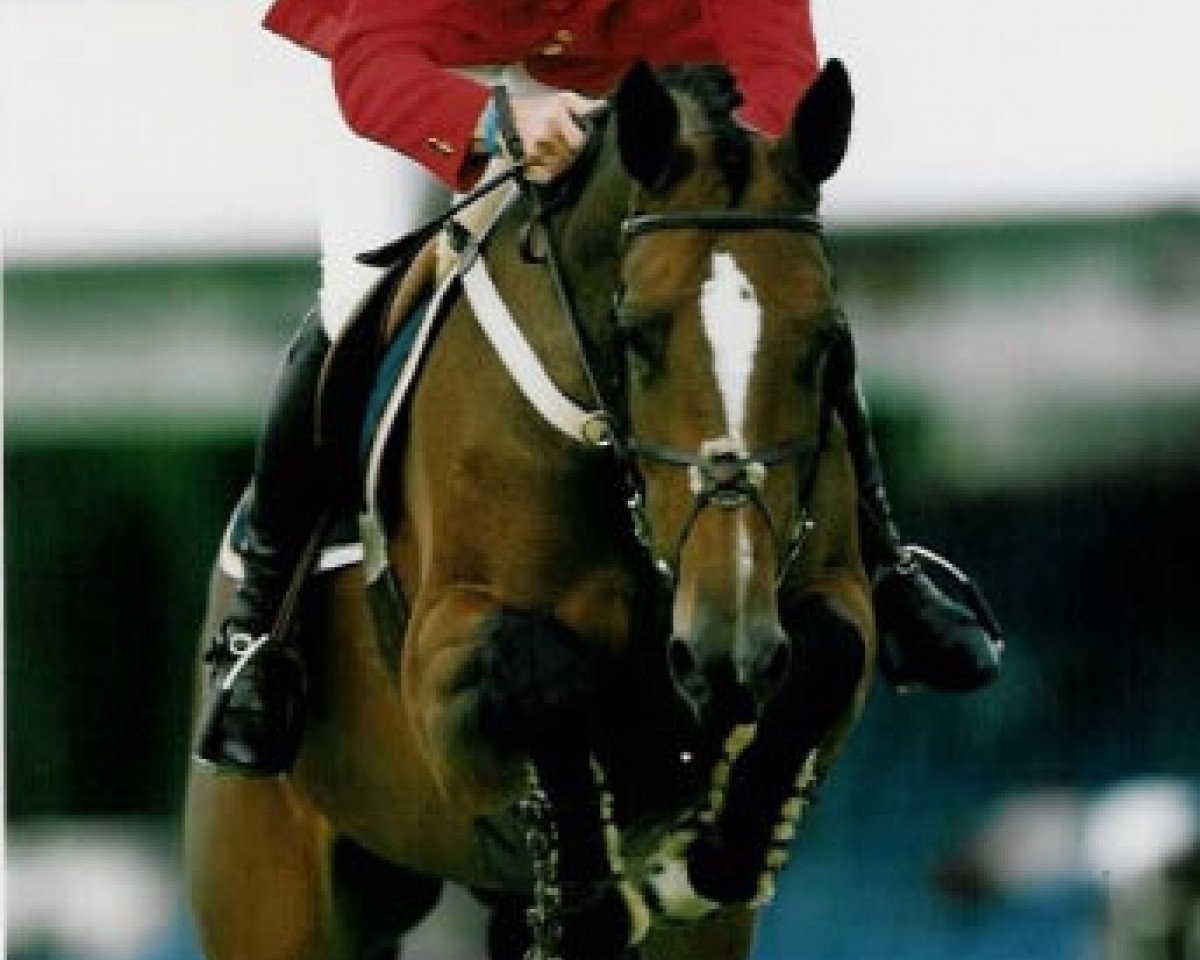 broodmare Narcotique De Muze IV (Belgium Sporthorse, 1997, from Quidam de Revel)