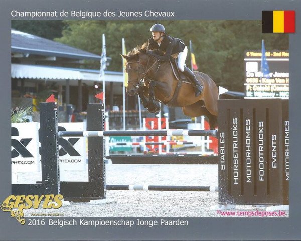 broodmare Kaya van het Netehof (Belgian Warmblood, 2010, from Catoki)