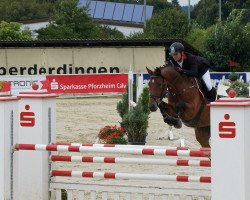 Springpferd Cantara 96 (Württemberger, 2010, von Cadence van t Gelutt)
