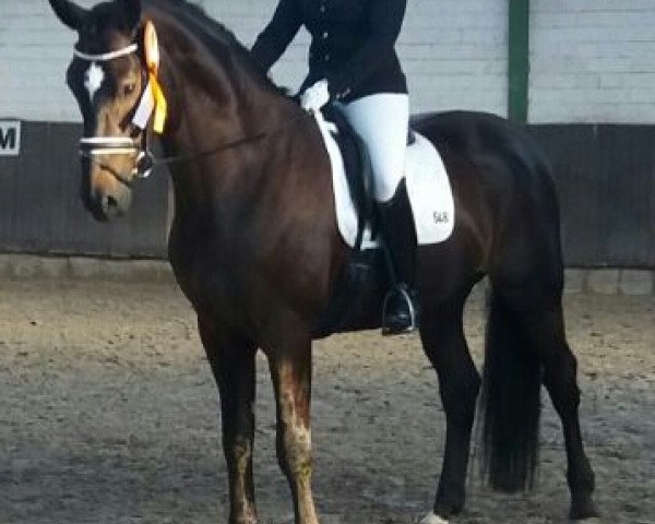dressage horse Bootsmann 16 (Hanoverian, 2010, from Benetton Dream FRH 1301) dressage horse Bootsmann 16 (Hanoverian, 2010, from Benetton Dream FRH 1301)