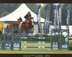 broodmare Gravin van het Netehof (Belgian Warmblood, 2006, from Darco)