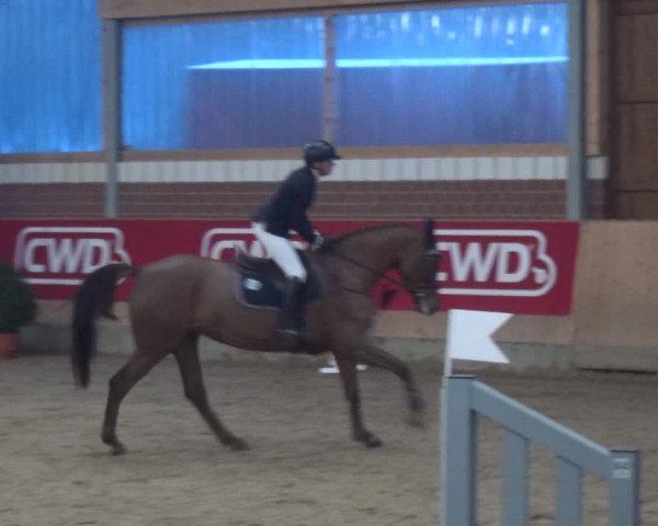 Reitturnier Kaldenkirchen - Gestüt Seehof 2019