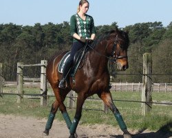 broodmare Eowyn (Hanoverian, 2006, from Earl)