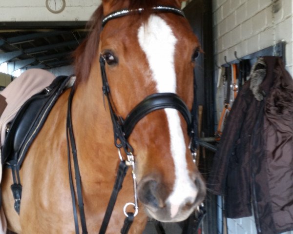 dressage horse Fantast 291 (Hanoverian, 2004, from Fabriano)