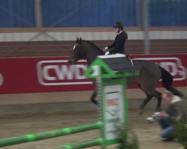 Reitturnier Kaldenkirchen - Gestüt Seehof 2019