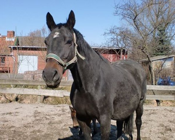 broodmare Aimee (Hanoverian, 1994, from Aalborg)