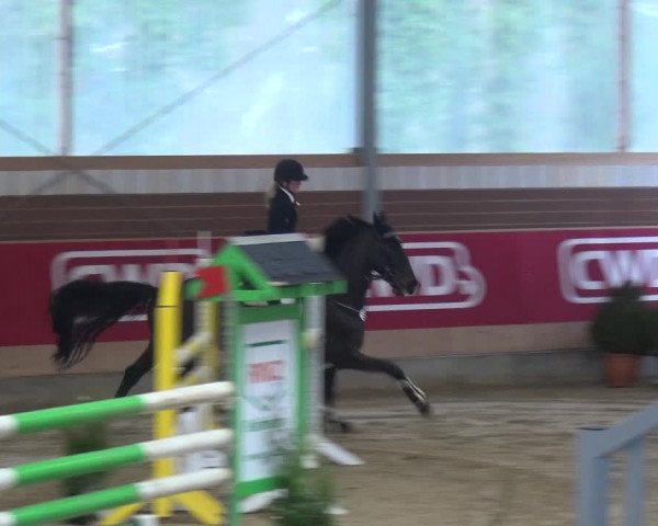 Reitturnier Kaldenkirchen - Gestüt Seehof 2019