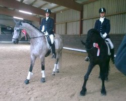 dressage horse Amadeo 79 (Westphalian, 2001, from Arpeggio)