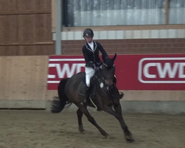 Reitturnier Kaldenkirchen - Gestüt Seehof 2019