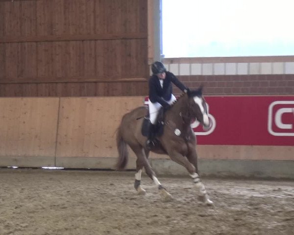 Reitturnier Kaldenkirchen - Gestüt Seehof 2019
