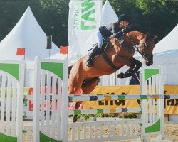 jumper Lord Louis O (Westphalian, 2009, from Lord Z)