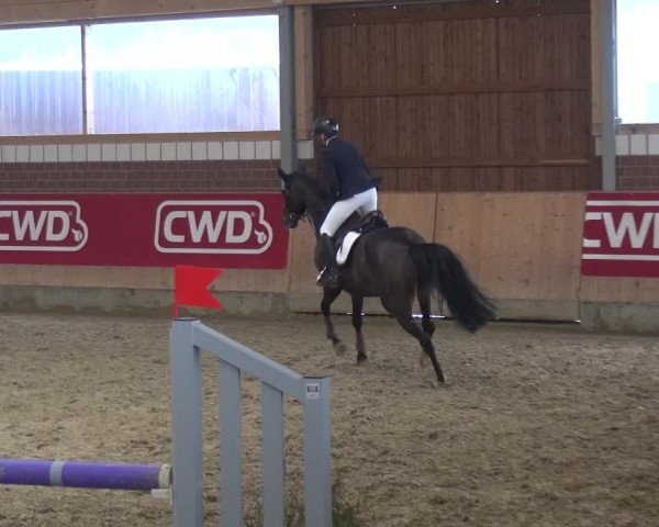 Reitturnier Kaldenkirchen - Gestüt Seehof 2019