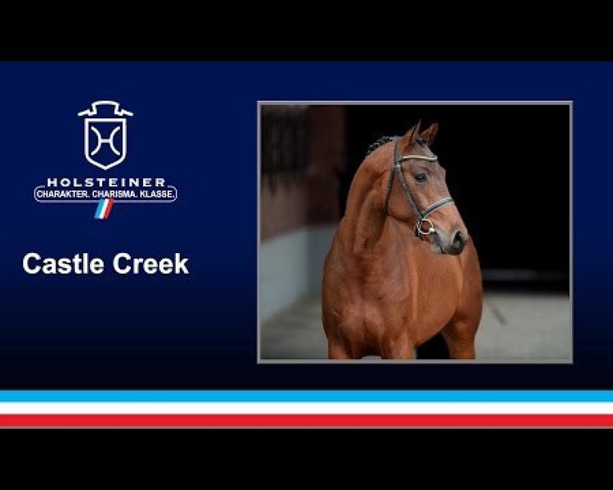 Deckhengst Castle Creek (Holsteiner, 2014, von Casall Ask)