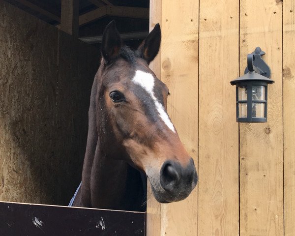 Springpferd Roxanne 133 (Zweibrücker, 2001, von Rockwell)