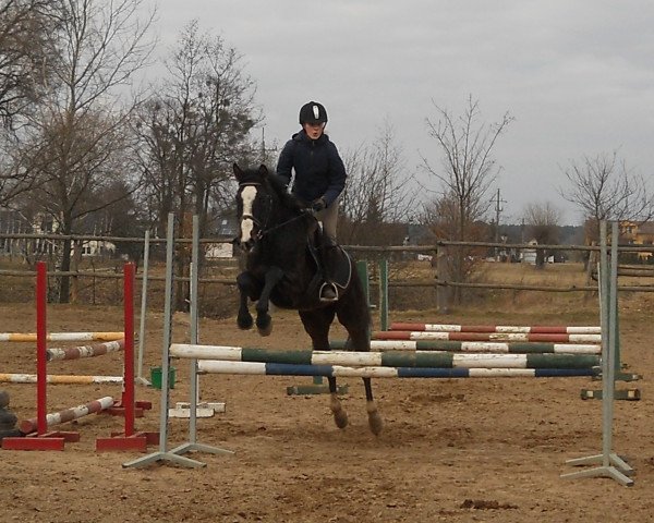 horse Kalandra (Polish Warmblood, 2013, from Narvik)