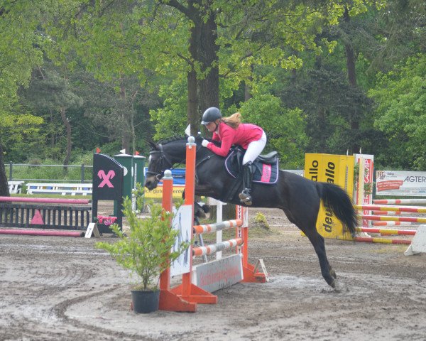 broodmare Sternchen 267 (German Riding Pony, 2003, from Honeymoon Star)