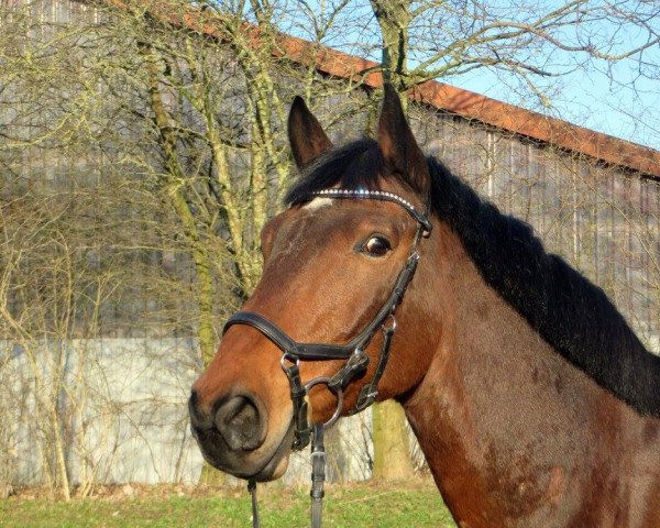 Springpferd Cytano (Mecklenburger, 2003, von Cyrell) Springpferd Cytano (Mecklenburger, 2003, von Cyrell)