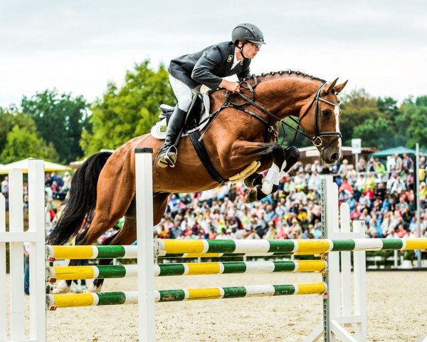 Deckhengst Torneschs' As (KWPN (Niederländisches Warmblut), 2012, von Tornesch)