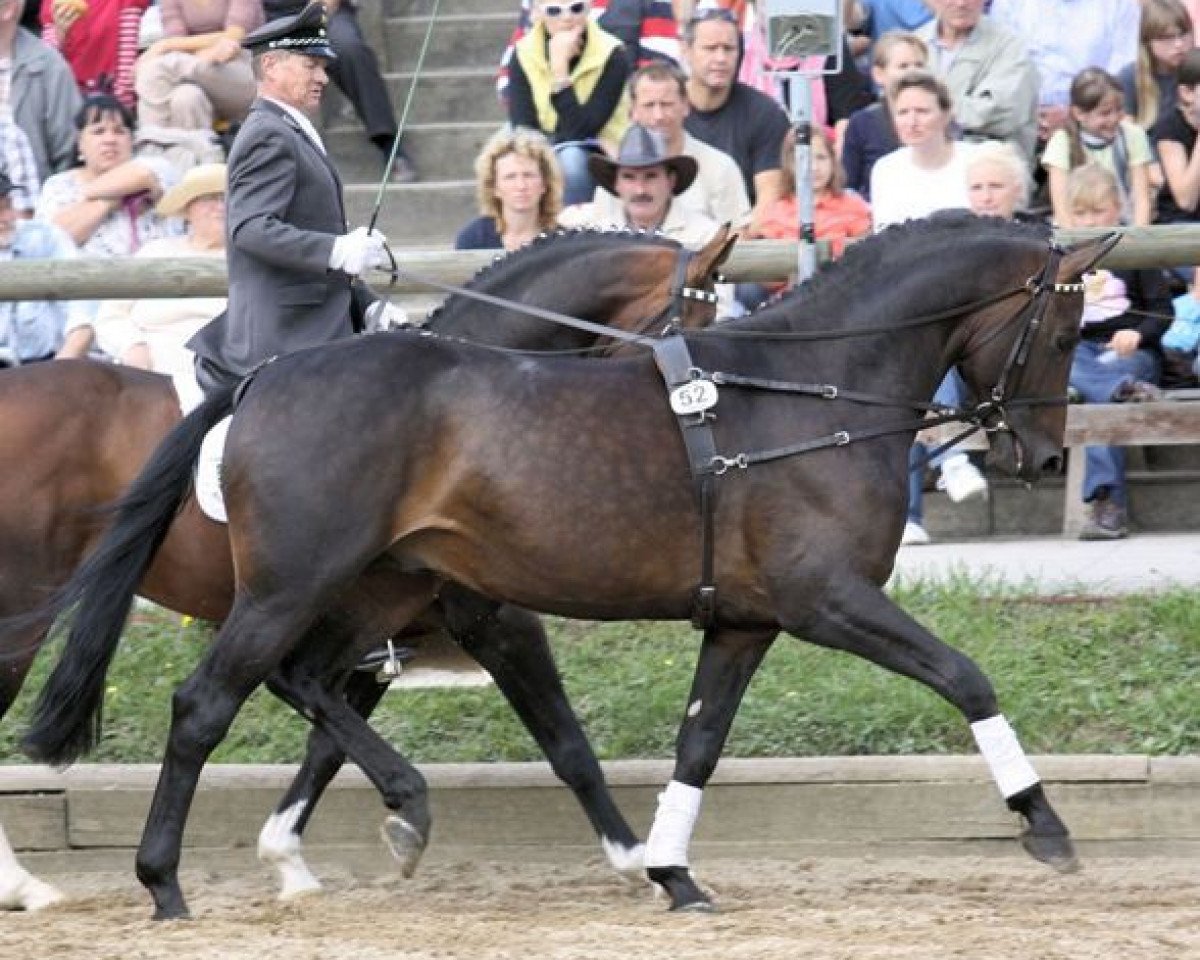 stallion Rosenstein (Oldenburg, 2005, from Blue Hors Romanov)